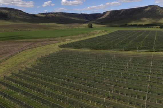 Balcarce pasa a ser geografía destacada para la producción de vino de alta gama