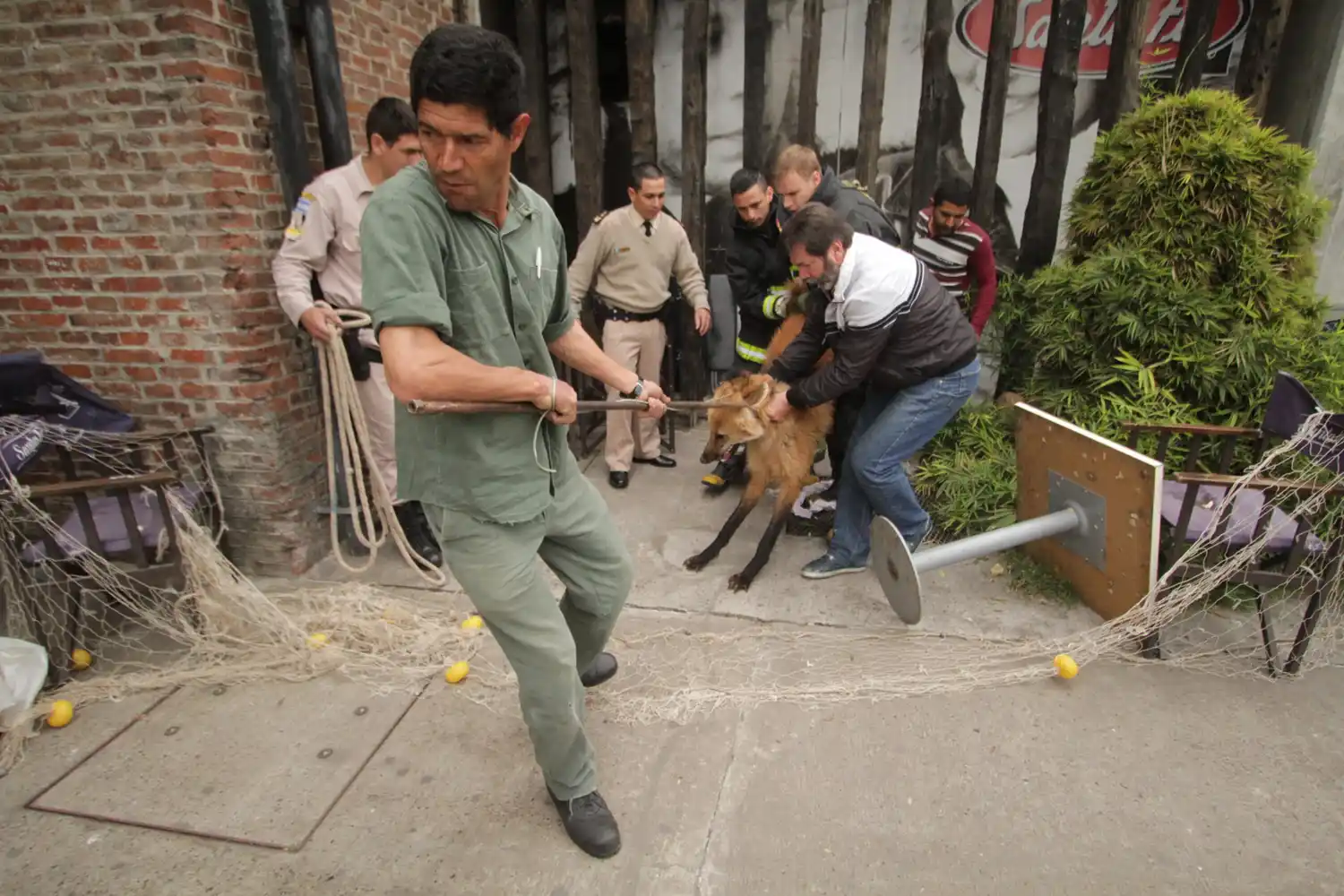 Más de 80 animales no domésticos fueron rescatados en Santa Fe este año