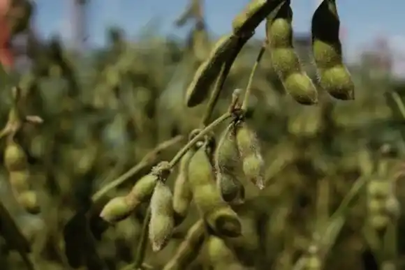 Se vendieron casi un millón de toneladas de soja y acumulan 13,8 millones en 15 ruedas