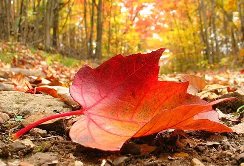 El otoño