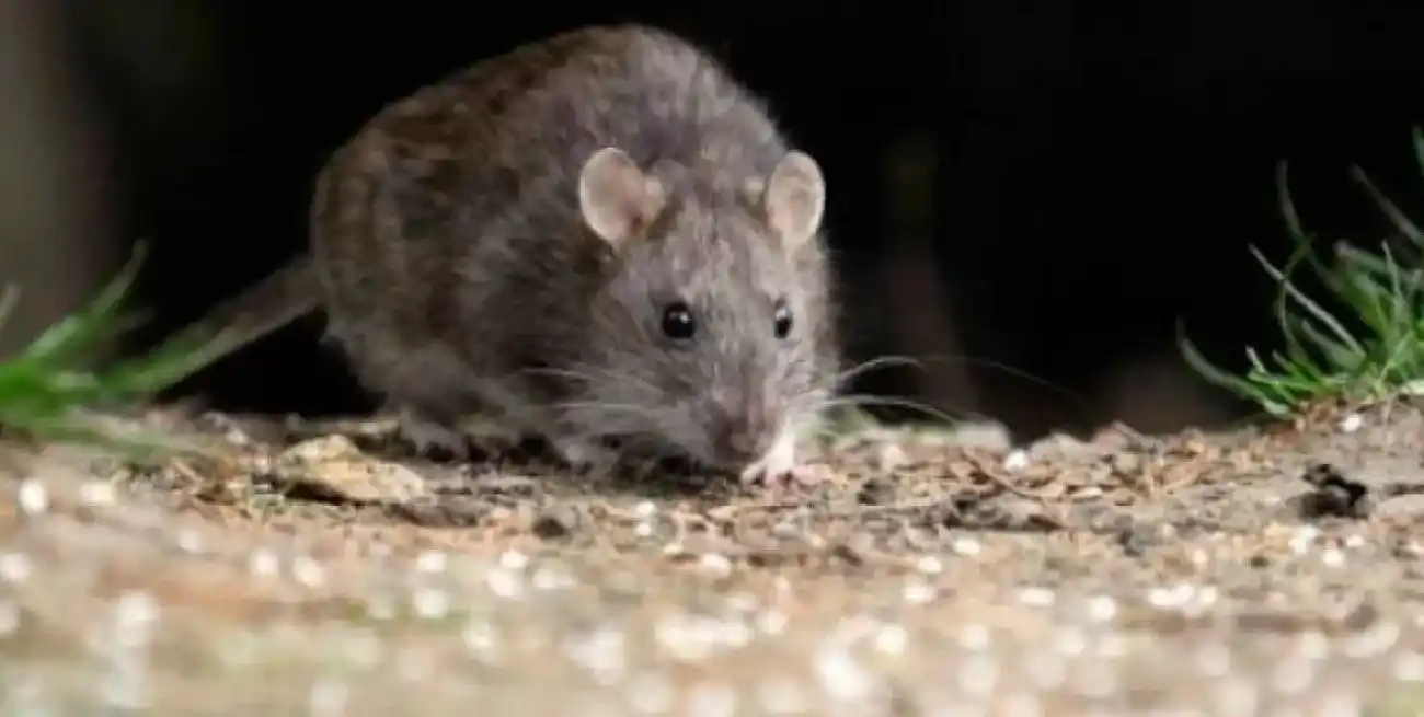 El hantavirus es una enfermedad zoonótica
