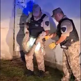 El episodio ocurrió en una vivienda de la provincia de Córdoba, donde una familia se llevó una sorpresa al detectar la presencia de una serpiente de gran tamaño en el interior del domicilio.