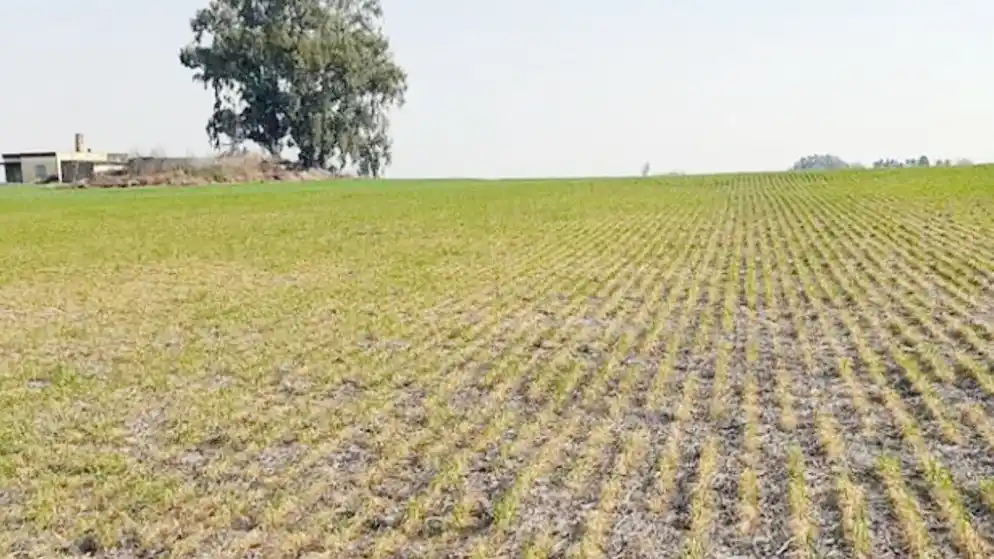 Una “Niña débil” marcaría la próxima temporada de verano en la región