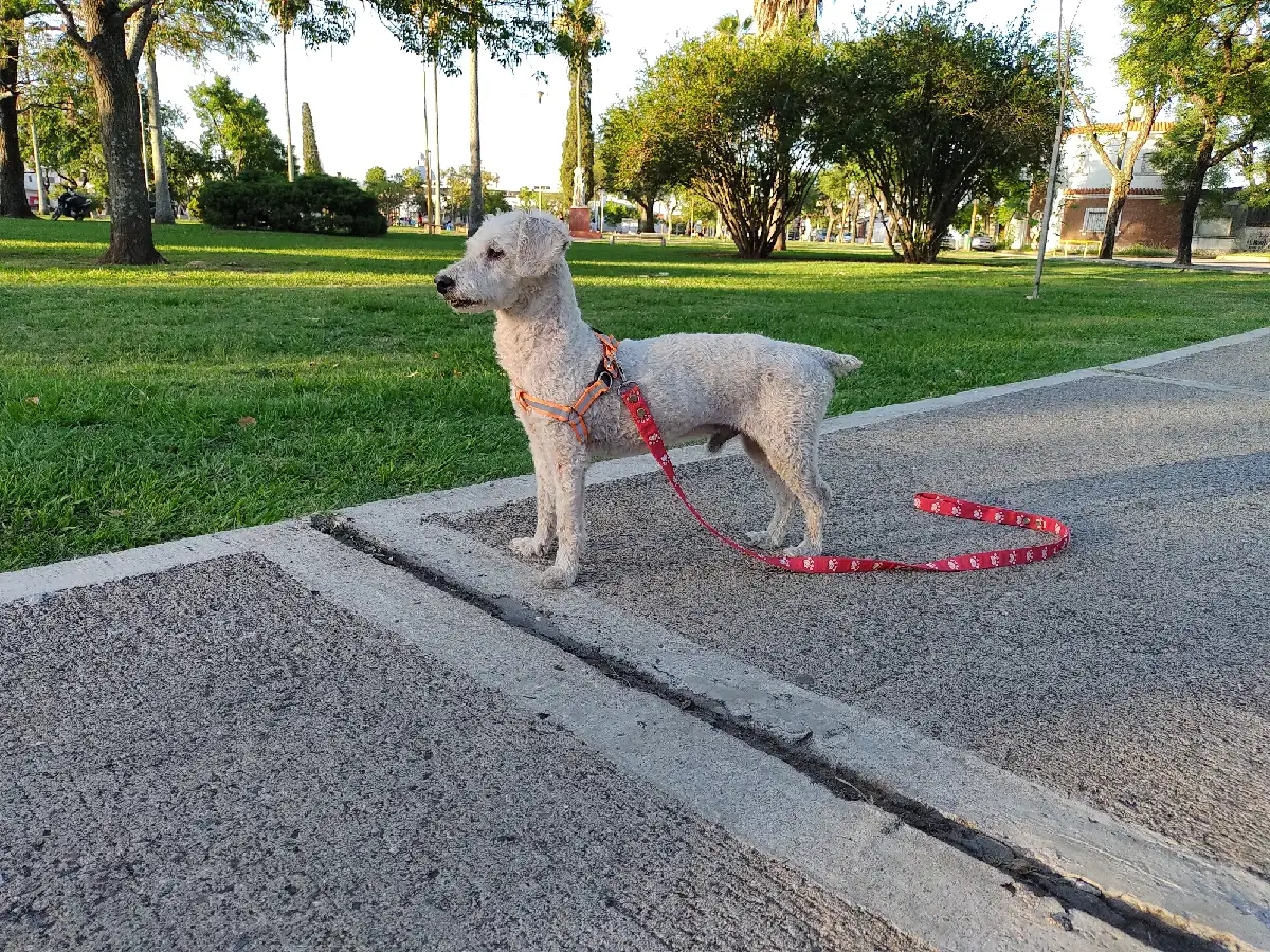 Las castraciones volvieron al “honguito” del Parque Cincuentenario