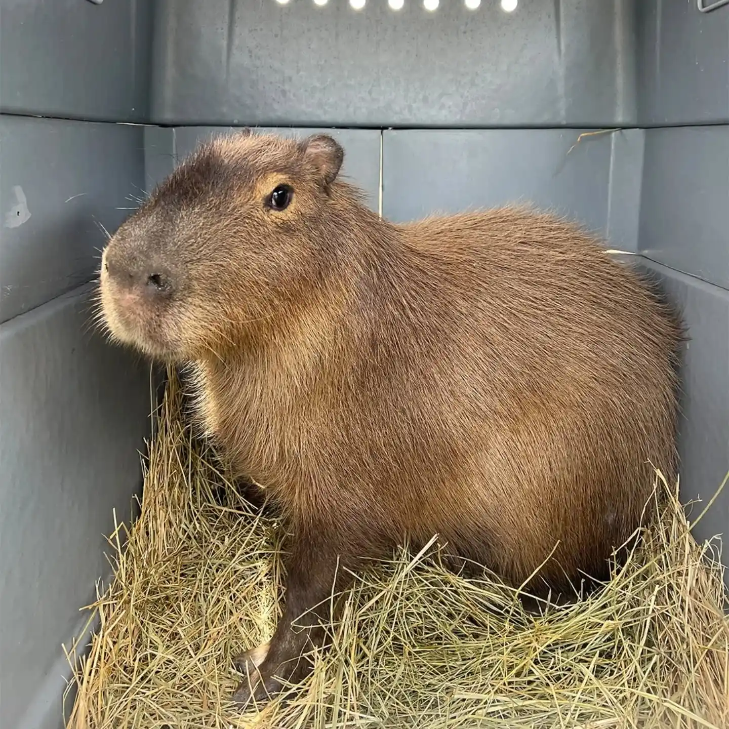 Dos carpinchos fueron liberados en la Reserva El Potrero
