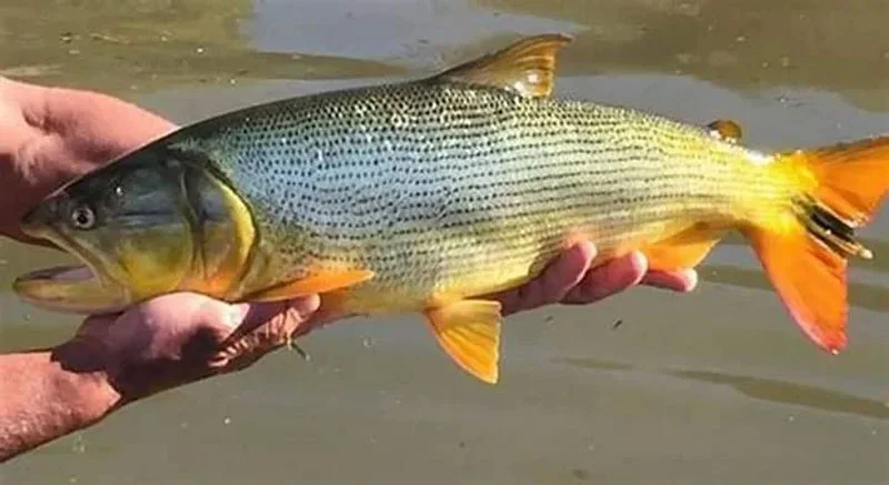 La CARU aclaró que no es tan riesgoso comer pescados del río Uruguay