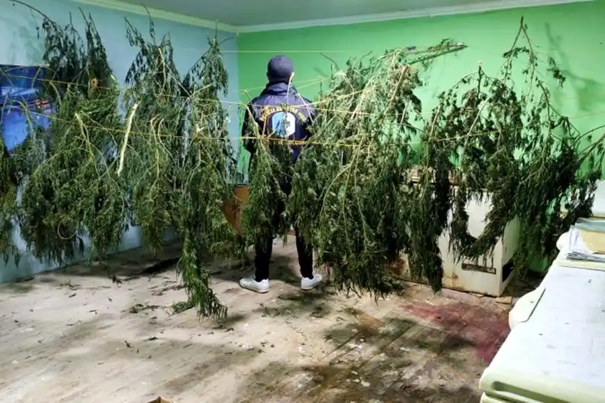En la planta alta de una carnicería hallaron 7 kilos de hojas de marihuana 