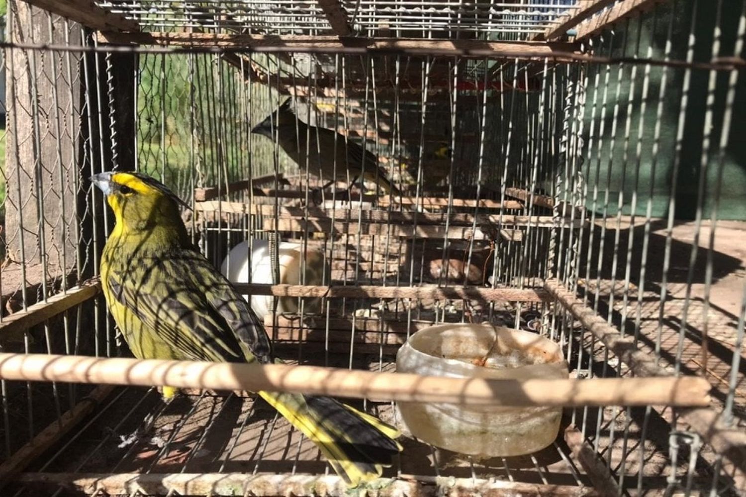 Liberaron en Entre Ríos más de 170 aves en peligro de extinción