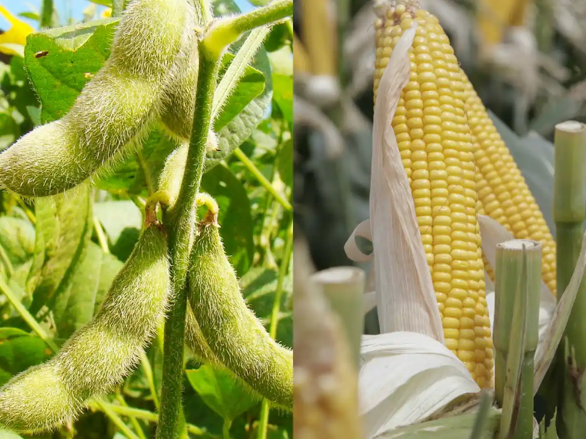 La agroindustria sostiene el ingreso de dólares al país 