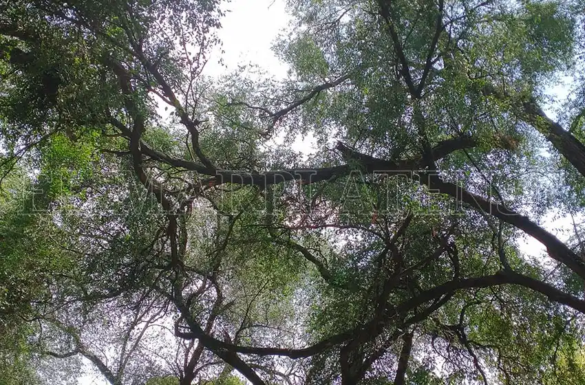 Preocupación en Plaza Peralta Ramos por caída de ramas
