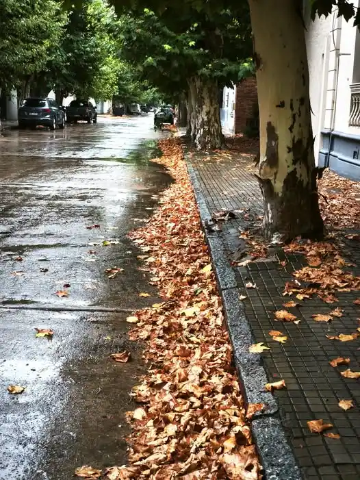mateo corrado barrido de hojas otoño rafaela - 3