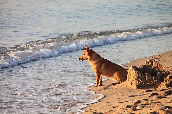 Continúa la castración y esterilización de perros y gatos