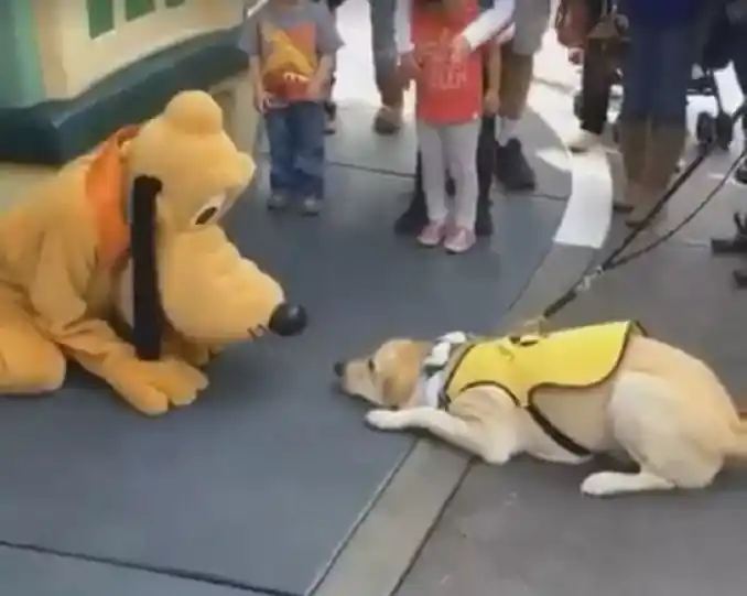 100% ternura: mirá cómo reaccionó este perro al conocer a Pluto