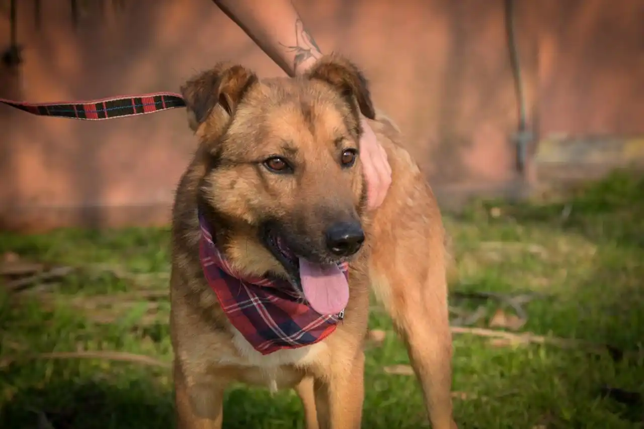 Cronograma para la vacunación antirrábica y el quirófano móvil de animales