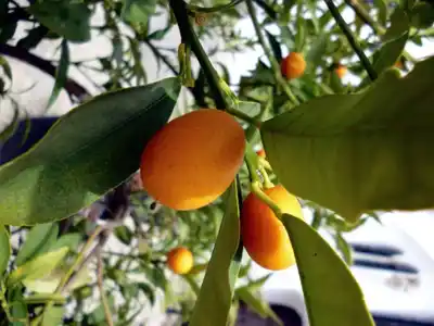 El quinoto, un cítrico con potencial desaprovechado en Entre Ríos