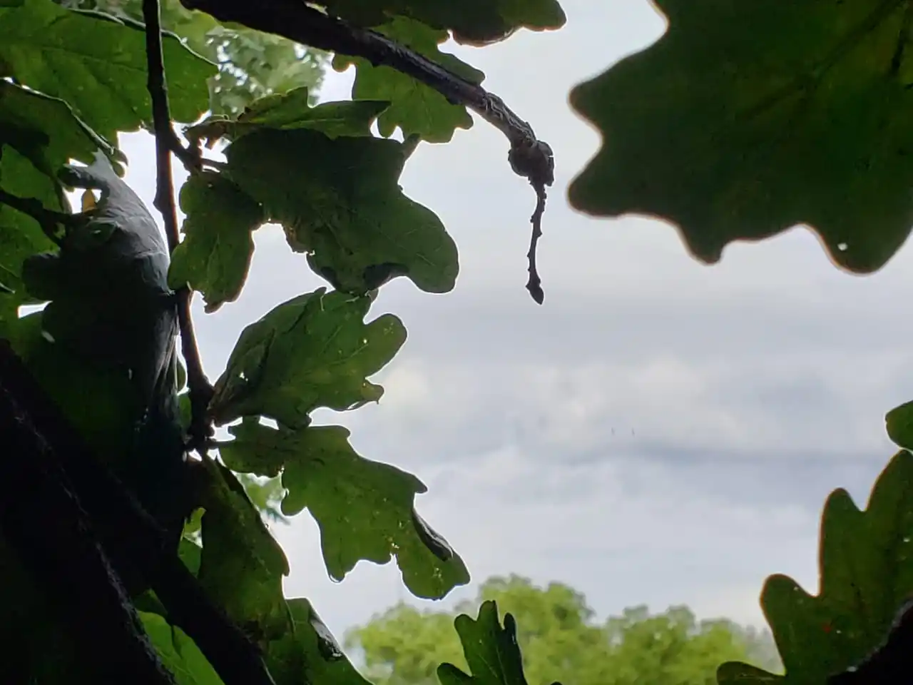 Renovaron el alerta meteorológico para parte de Entre Ríos