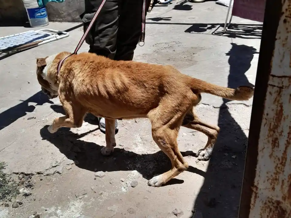 Multaron por casi medio millón de pesos a un vecino por maltrato animal.