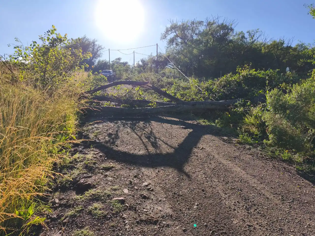 El fuerte temporal que azotó Tandil dejó como saldo árboles caídos y cables cortados