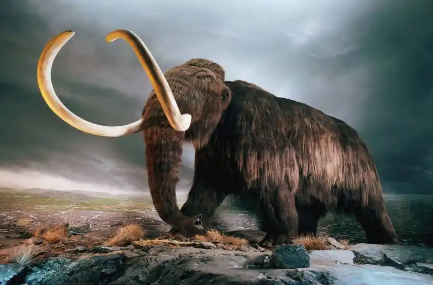 Un grupo de científicos logra activar células de mamut de 28.000 años de edad