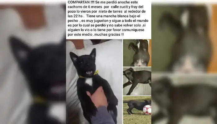 Cachorro se perdió el jueves y lo buscan