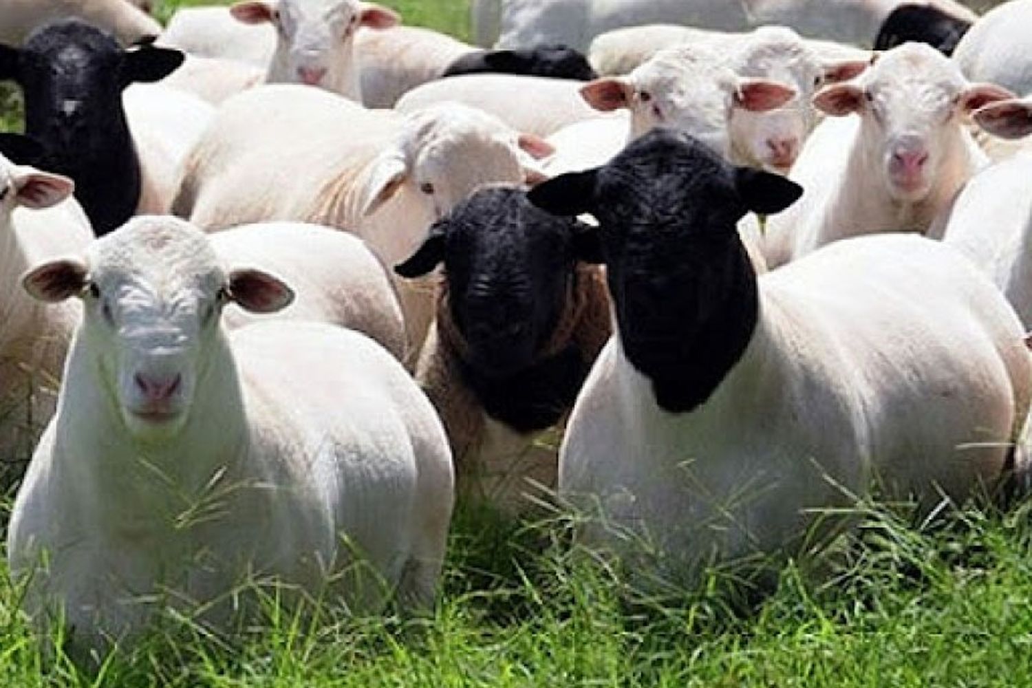 Todo listo para la 2da Jornada sobre Producción de Ovinos para Carne