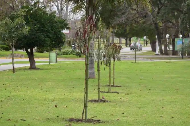 Chascomús amplía su arbolado urbano con nuevas especies