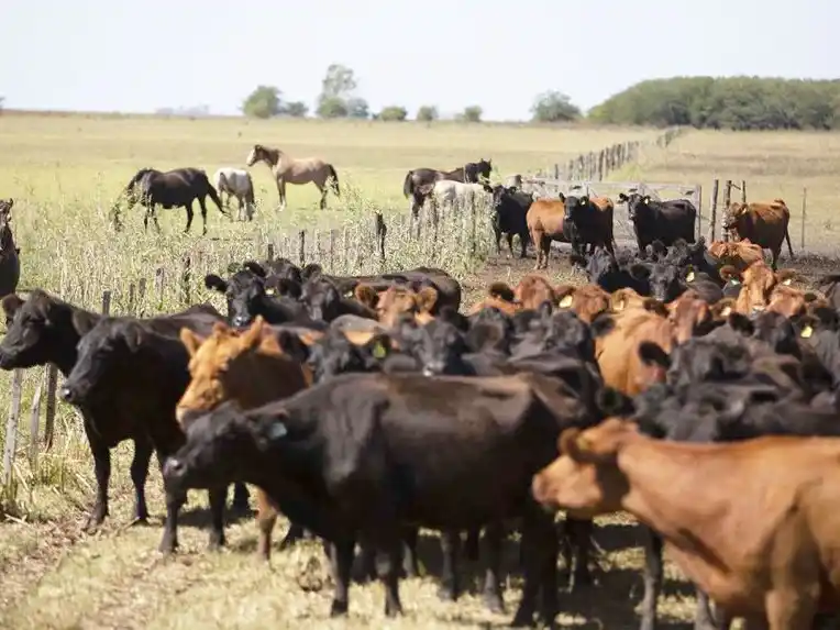 La exportación de carne absorbe más de la mitad del ganado criado en corrales