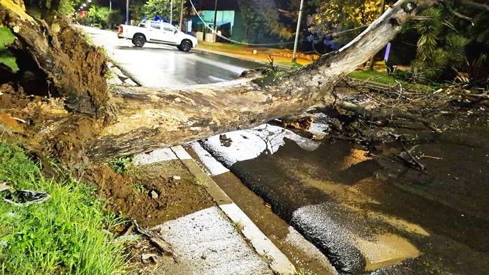 El Municipio retiró un árbol que cayó por la tormenta  y realiza un relevamiento para asistir a familias afectadas