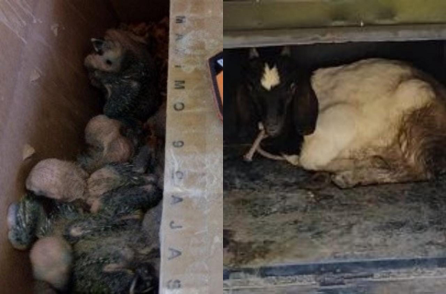 Secuestraron un camión con un insólito cargamento: llevaba más de 100 aves, un chivo y 25 mil kilos de ácido