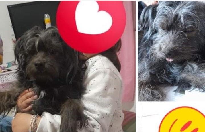 Buscan a Enzo, el perro de Lenna