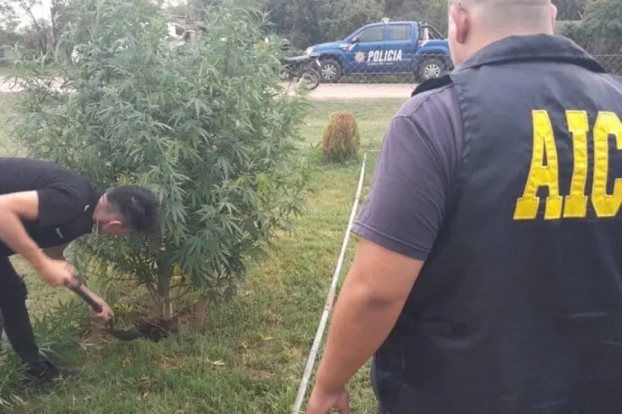 Decomisaron una gran plantación de marihuana en Nelson: algunas plantas superaban los 2 metros