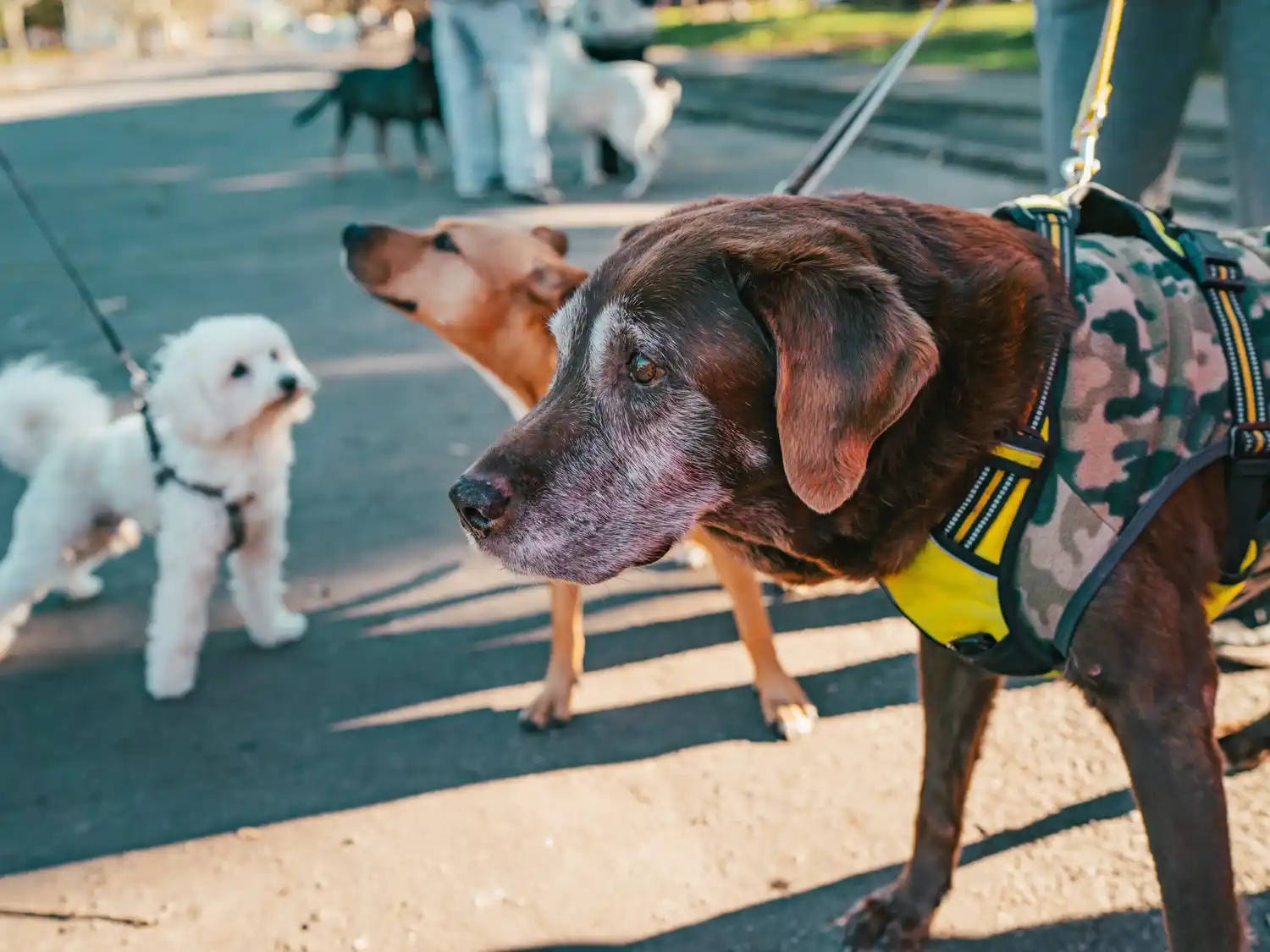 La Municipalidad realizará jornadas de vacunación para mascotas mayores de tres meses.