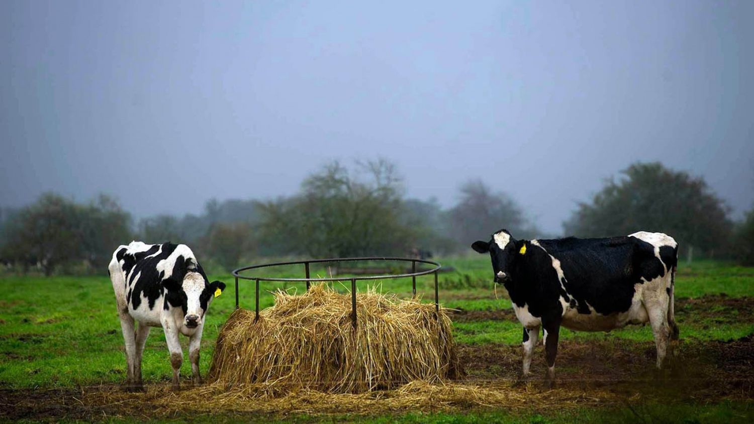 La ganadería "está saliendo de la seca con muy poco pasto en el campo”, aseguran