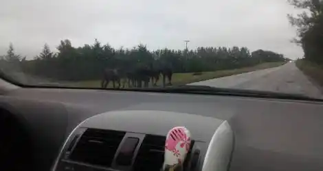 Caballos sueltos en 1001