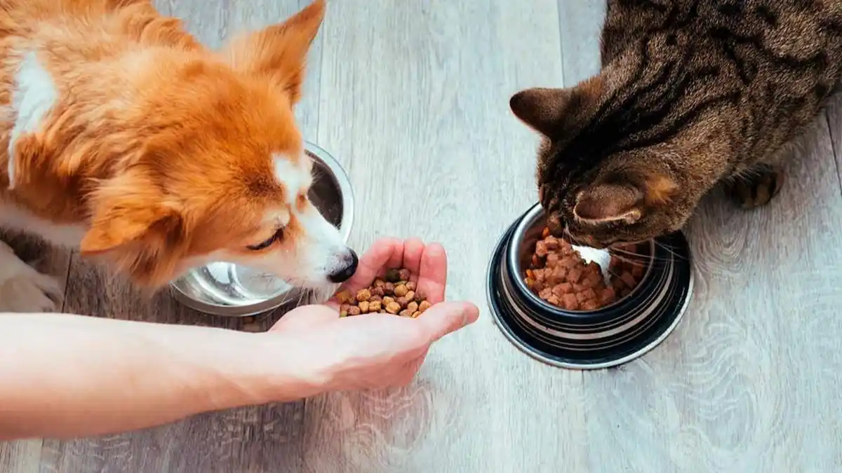 ¿Sabías que darle sobras de comida a las mascotas los puede enfermar?  