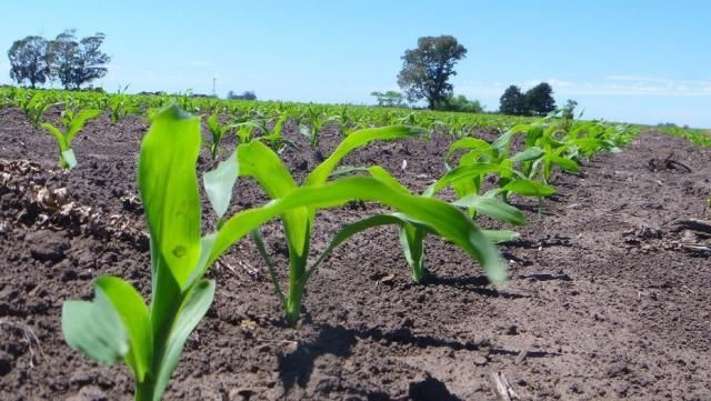 Las últimas lluvias mejoraron el desarrollo del maíz y ayudaron a avanzar con la siembra de soja