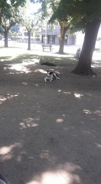 Perros callejeros atacaron a una motociclista