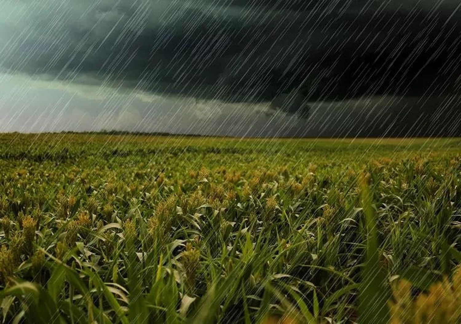 Excesos hídricos amenazan la producción agrícola en la región núcleo