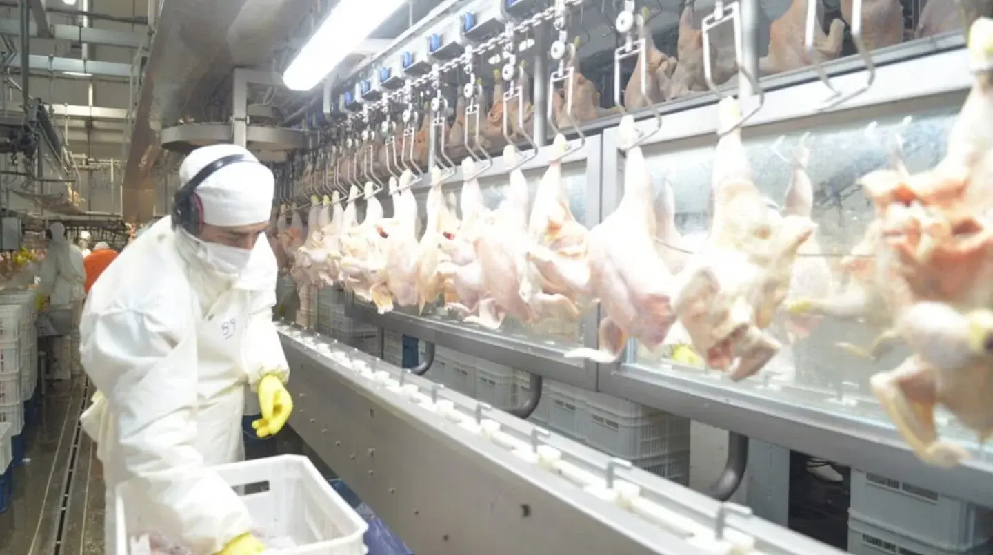 Argentina oficializó la reapertura del mercado del Reino Unido para las exportaciones de carne aviar.