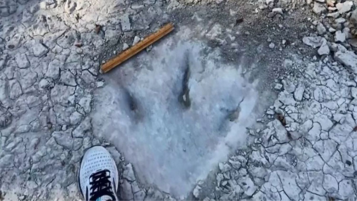EN DALLAS: Sequía dejó al descubierto las huellas de un dinosaurio de 113 millones de años