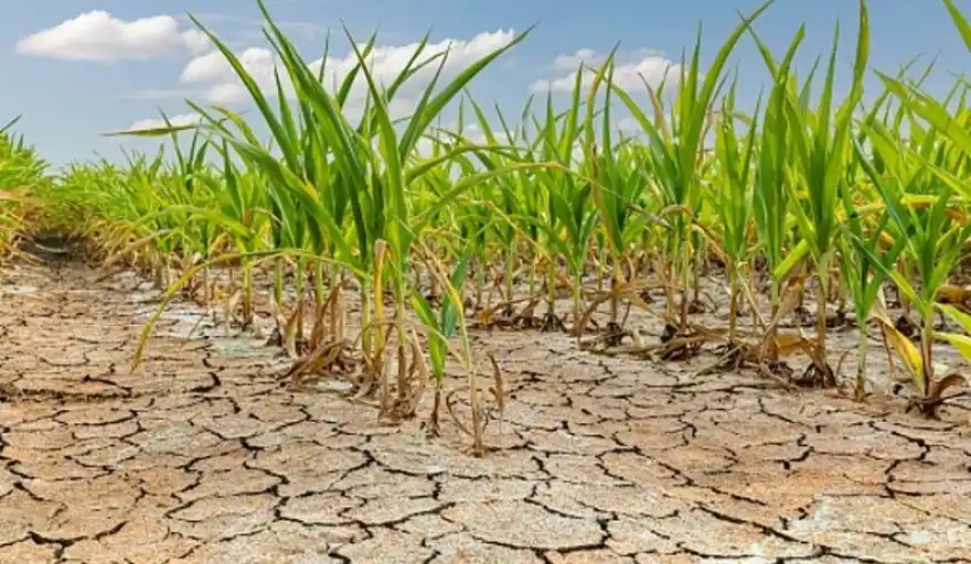 Prorrogan hasta marzo la emergencia agropecuaria e incorporan nuevos partidos por la sequía