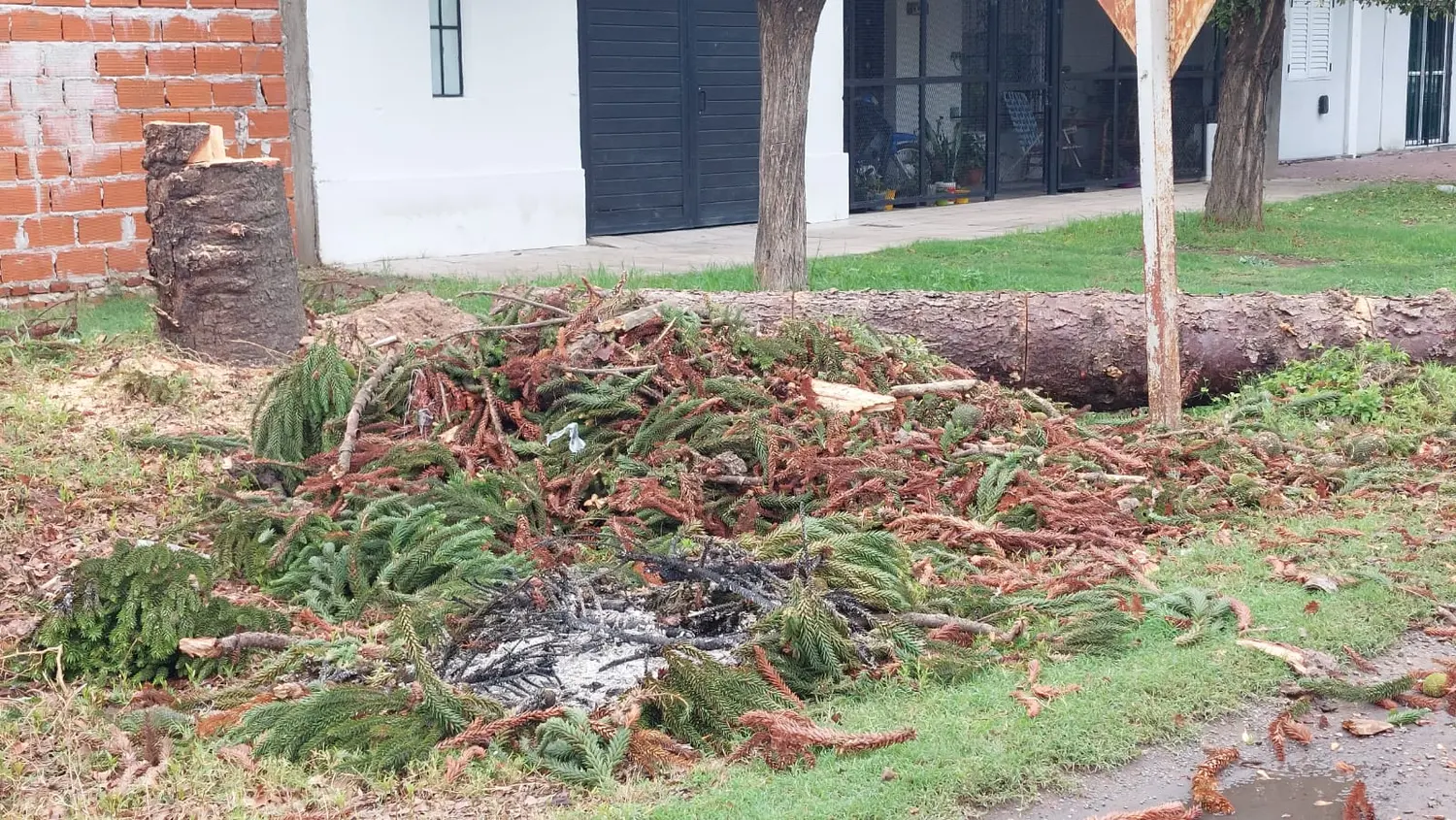 Multa de $ 45 mil para los que cortaron el árbol de Boulevard Moreno