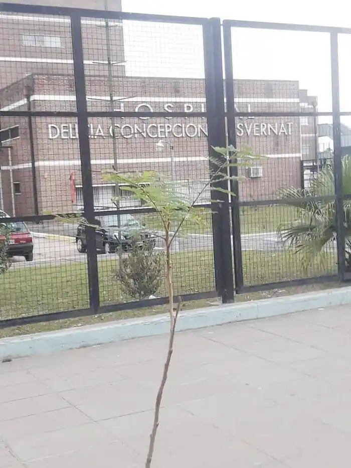 Programa municipal de  arbolado urbano: 150 ejemplares en el Masvernat