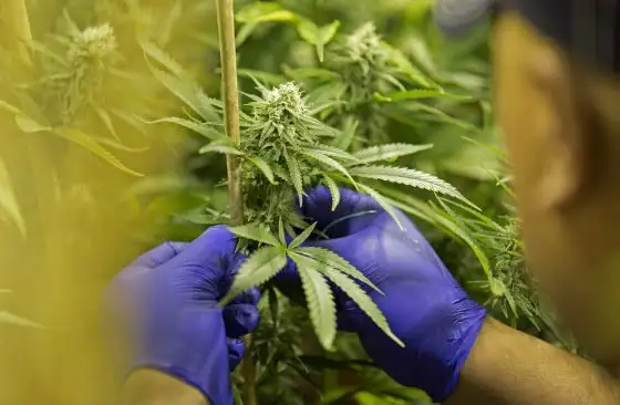 El pueblo que quiere ser el primer productor de marihuana medicinal 