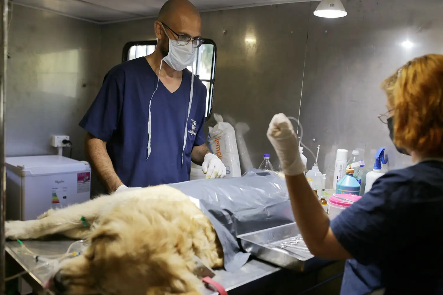 Cronograma de castración y vacunación para animales de compañía