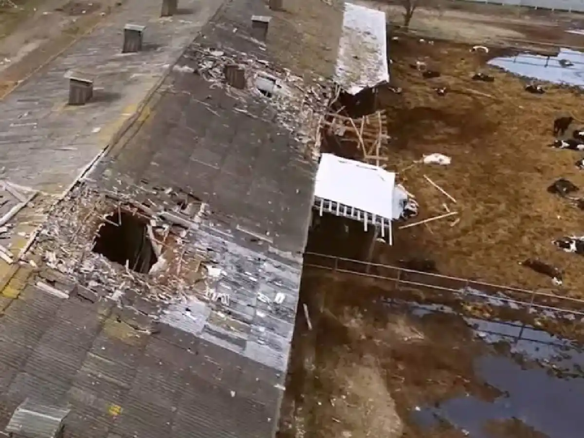 Ucrania necesita urgente vacas lecheras para reemplazar 50.000 muertas