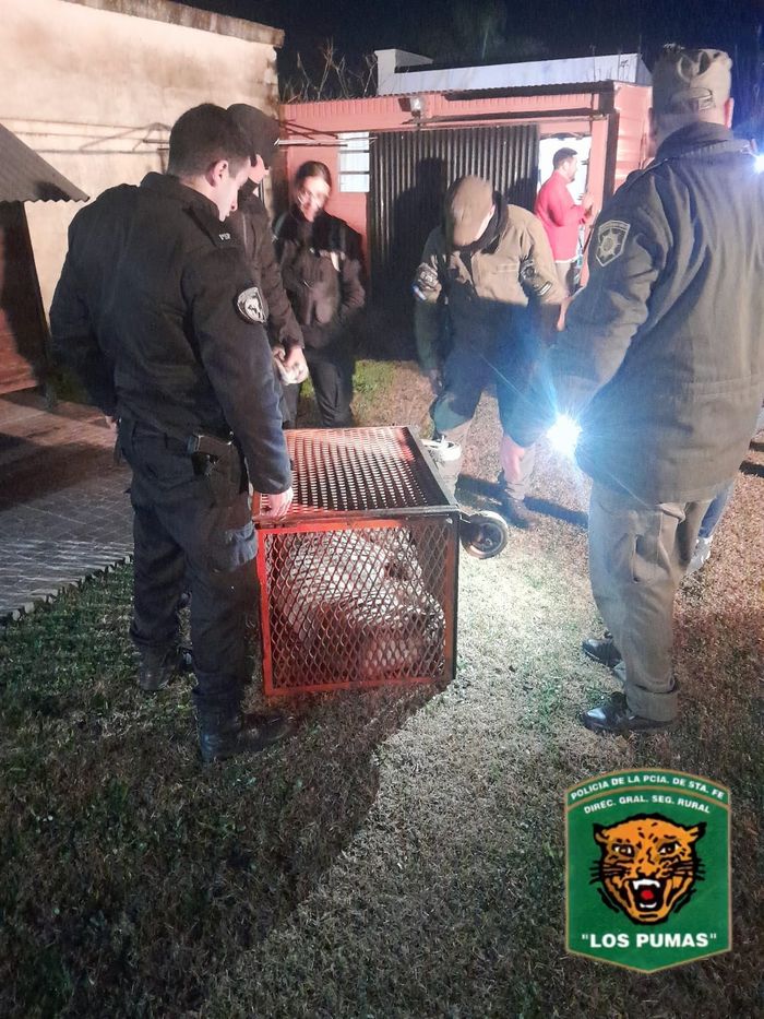 Las Rosas: Rescatan y liberan a un Puma adulto que apareció en el patio de una casa.- - 2