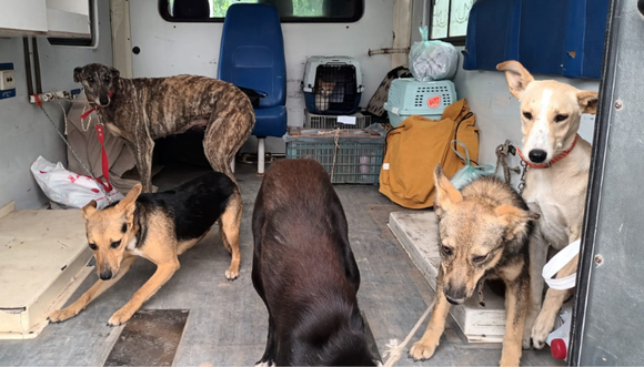 Reclaman por los 185 perritos del Refugio, que sin alimento "no van a poder tener su Nochebuena"