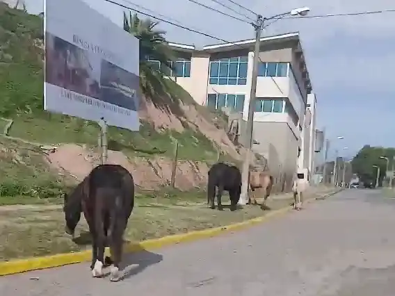Peligro: caballos sueltos en avenida España