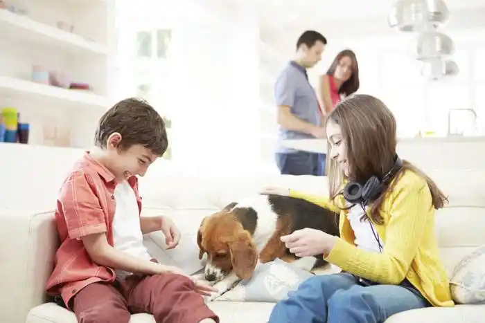 Coronavirus e hiperapego: ¿cómo evitar la  ansiedad en nuestras mascotas?